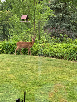 Besuch im Garten